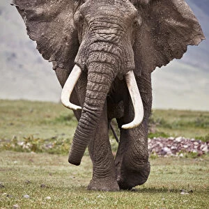 African elephant (Loxodonta africana) bull, Ngorongoro Crater, Tanzania, East Africa