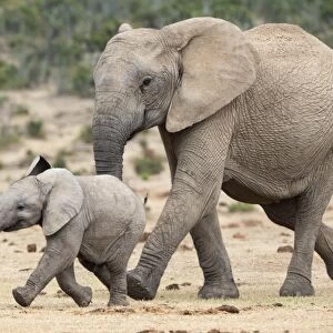 African elephant (Loxodonta africana) and calf, running to water, Addo Elephant National Park, South Africa, Africa