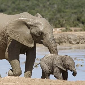 African elephant Loxodonta africana) with calf