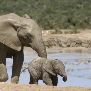 African elephant Loxodonta africana) with calf