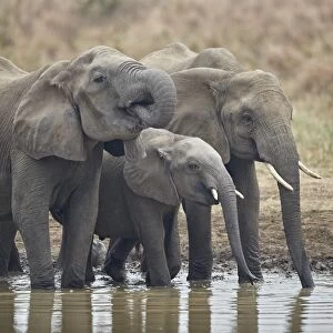 Three African elephant (Loxodonta africana) drinking, Mikumi National Park, Tanzania