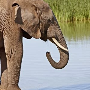 African elephant (Loxodonta africana) drinking, Addo Elephant National Park