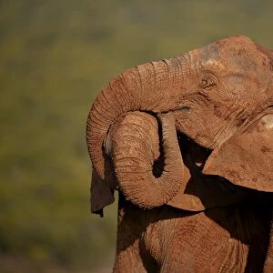 Two African elephant (Loxodonta africana) embracing, Addo Elephant National Park