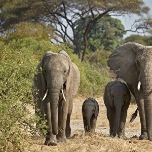 African elephant (Loxodonta africana) group, Ruaha National Park, Tanzania, East Africa