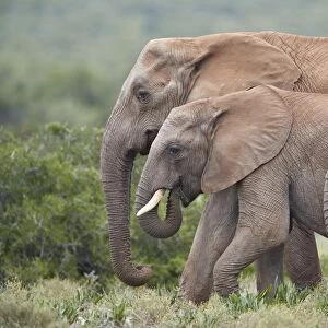 African Elephant (Loxodonta africana) group, Addo Elephant National Park, South Africa