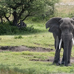 African elephant (Loxodonta africana), Seronera, Serengeti National Park, UNESCO World
