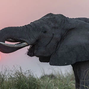 African elephant (Loxodonta africana) at sunset, Chobe river, Botswana, August 2018