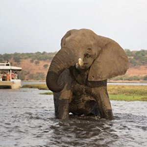 African elephant (Loxodonta africana) and tourists, Chobe National Park, Botswana, Africa