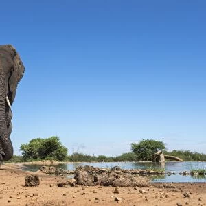 African elephant (Loxodonta africana) at waterhole, Madikwe Game Reserve, North West Province, South Africa, Africa