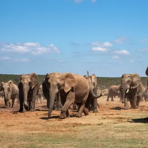 African elephants (Loxodonta africana) at Hapoor waterhole, Addo Elephant National Park, Eastern Cape, South Africa, Africa