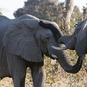 African elephants (Loxodonta africana), Khwai Concession, Okavango Delta, Botswana