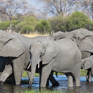 African elephants (Loxodonta africana) drinking in the River Khwai, Botswana, Africa
