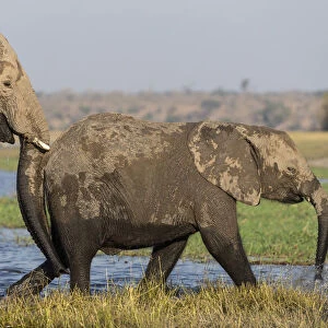 African elephants (Loxodonta africana), Chobe river, Botswana