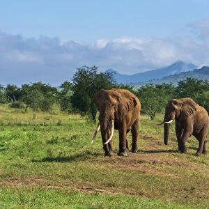 African elephants (Loxodonta africana), Lualenyi, Tsavo Conservation Area, Kenya