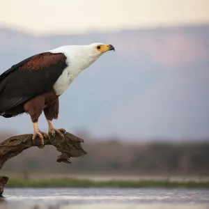 African fish eagle (Haliaeetus vocifer), Zimanga private game reserve, KwaZulu-Natal