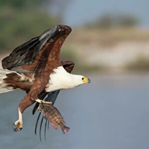 African fish eagle (Haliaeetus vocifer) fishing, Chobe National Park, Botswana, Africa