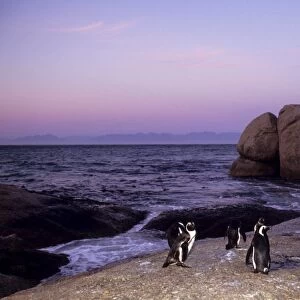African (Jackass) penguins