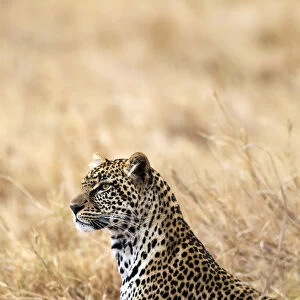 African leopard (Panthera pardus pardus), Serengeti National Park, Tanzania, East Africa