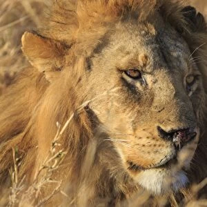 African lion (Leo panthera), Serengeti National Park, Tanzania, East Africa, Africa