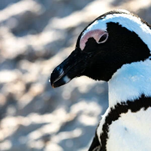 African Penguin, Boulders Beach in Cape Town, South Africa, Africa