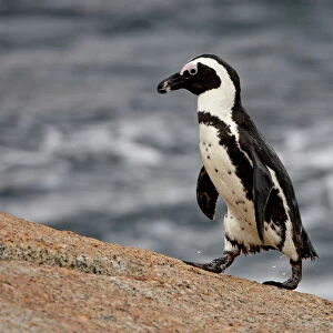 African penguin (Spheniscus demersus), Simons Town, South Africa, Africa