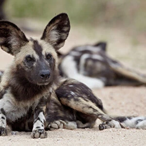 African wild dog (African hunting dog) (Cape hunting dog) (Lycaon pictus)