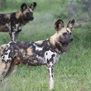 African wild dogs (Lycaon pictus), Madikwe Game Reserve, North West province, South Africa, Africa