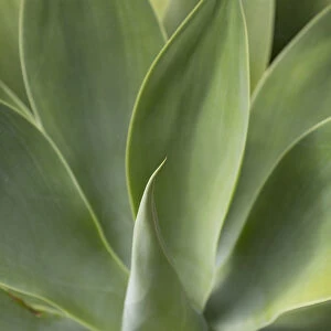 Detail of an Agave plant on the volcanic island of Fuerteventura, Canary Islands