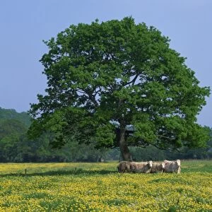 Agricultural landscape of cows beneath an oak tree in a field of buttercups in England