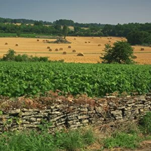 Agricultural landscape of vineyards and fields in the Haute Cotes de Beaune