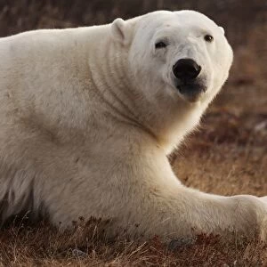 Alert polar bear (Ursus maritimus) on sub-arctic tundra grassland north of Churchill in Manitoba
