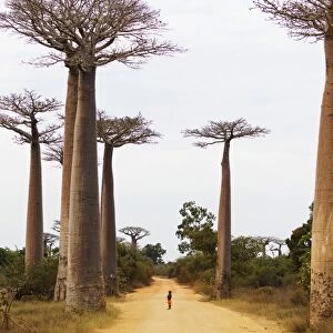Allee de Baobab (Adansonia), western area, Madagascar, Africa