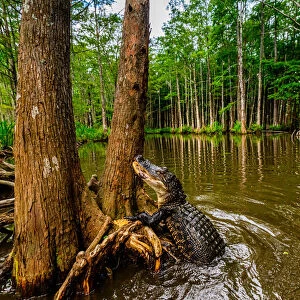 Alligators, swamp near New Orleans, Louisiana, United States of America, North America