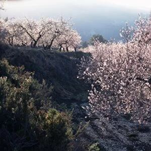 Almond blossom in spring