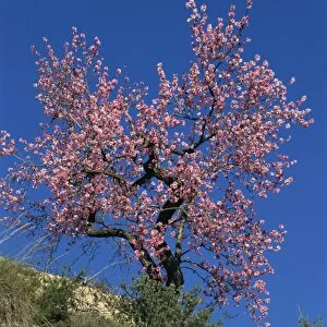 An almond tree in blossom on the Costa Blanca