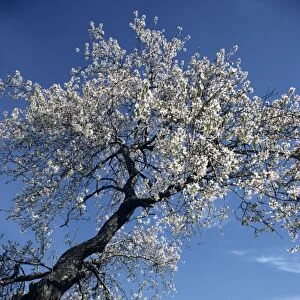 Almond tree in spring blossom