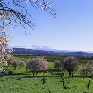 Almond trees in bloom