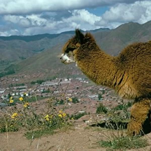 Alpaca, Cuzco