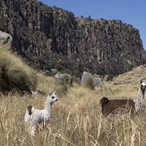 Alpaca and llama in the Andes, Peru, South America