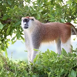 Alpha male Patas monkey on the lookout, Murchison Falls National Park, Uganda, Africa