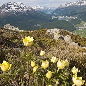 Alpine flowers and views of Celerina and St. Moritz from atop Muottas Muragl