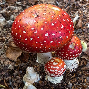 Amanita Muscaria (fly agaric) mushrooms in the underwood with a processionary bug climbing one of them, Emilia Romagna, Italy, Europe