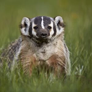American badger (Taxidea taxus), Yellowstone National Park, Wyoming, United States of America