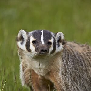 American Badger (Taxidea taxus), Yellowstone National Park, Wyoming, United States of America