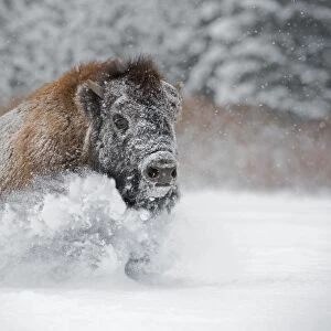 American bison (American buffalo) (Bison bison), Montana, United States of America