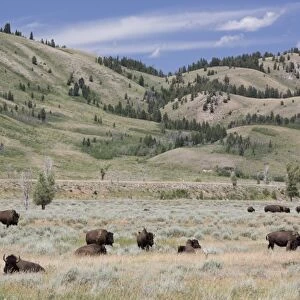 American Bison (Bison bison), Grand Teton National Park, Wyoming, United States of America, North America