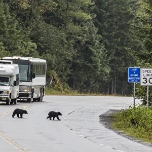 American black bear (Ursus americanus) COY (cubs of year), on the road to Mendenhall Glacier, Southeast Alaska, United States of America, North America