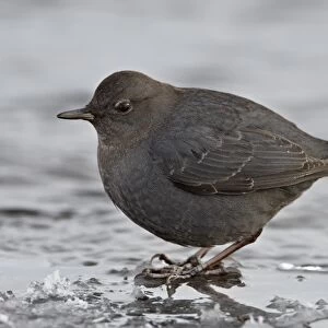 American dipper (water ouzel) (Cinclus mexicanus) standing on ice, Yellowstone National Park