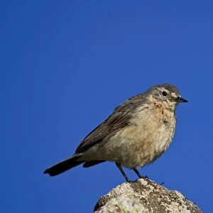 American pipit (Anthus rubescens), San Juan National Forest, Colorado, United States of America, North America