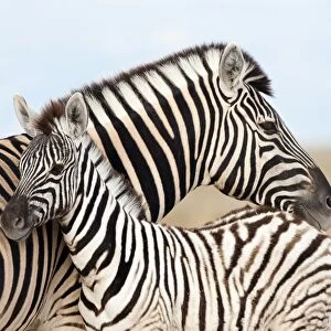 AMHZ113(D) Burchells zebra with foal